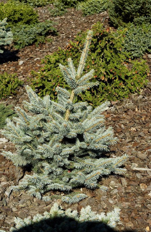 Picea pungens 'Fat Albert' - Blaufichte 'Fat Albert'