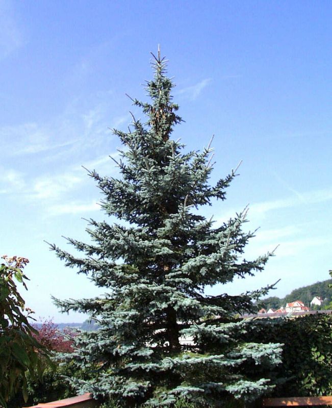 Picea pungens 'Koster' - Blaufichte 'Koster'