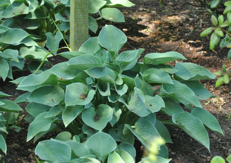 Hosta tokudama 'Blue Cadet' - Blaugrüne Garten-Funkie