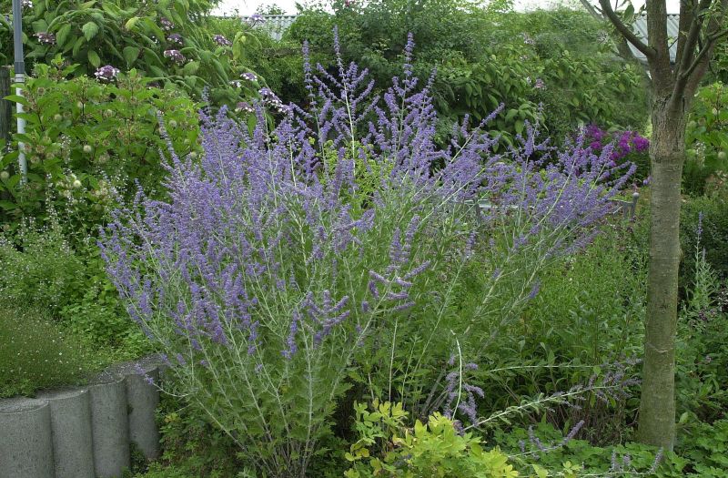 Perovskia atriplicifolia 'Blue Spire' - Blauraute 'Blue Spire'