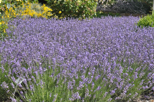 Lavandula angustifolia 'Munstead' - Blauviolettblühender Lavendel