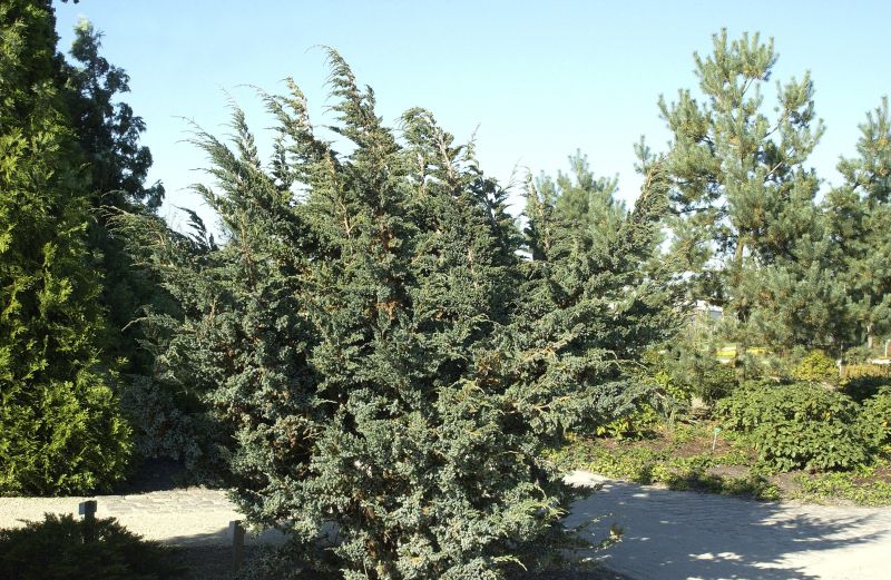 Juniperus squamata 'Meyeri' - Blauzeder-Wacholder 'Meyeri'