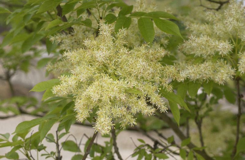 Fraxinus ornus - Blumenesche