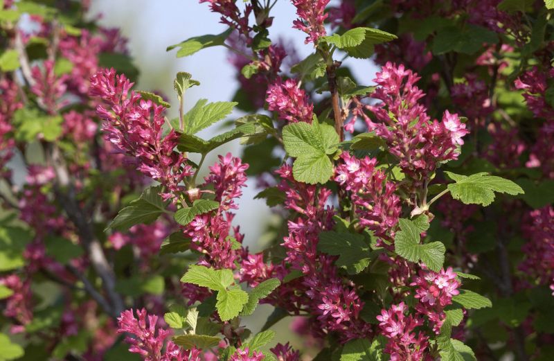 Ribes sanguineum 'King Edward VII' - Blut-Zierjohannisbeere 'King Edward VII'