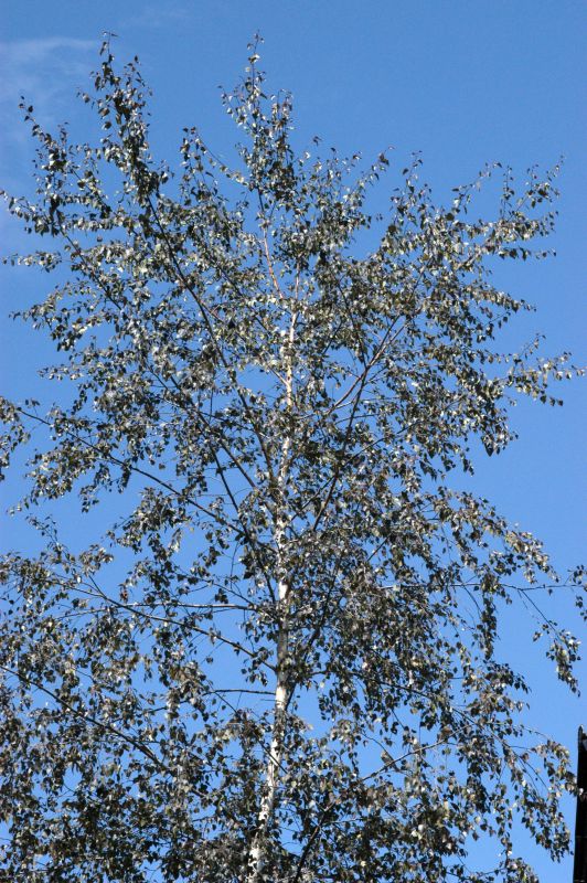 Betula pendula 'Purpurea' - Blutbirke, Purpurbirke