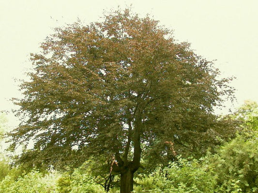 Fagus sylvatica purpurea - Blutbuche Baum / Hausbaum