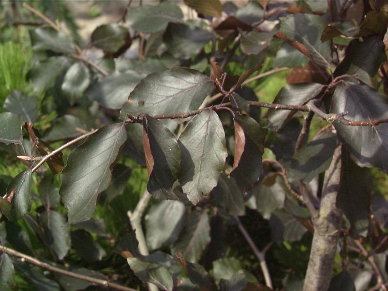 Fagus sylvatica 'Swat Magret' - Blutbuche 'Swat Magret'