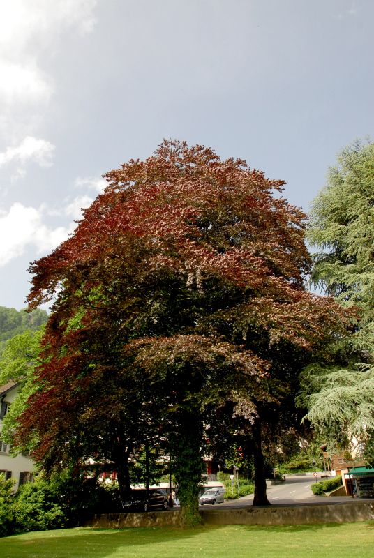 Fagus sylvatica 'Atropunicea' - Blutbuche Veredelung