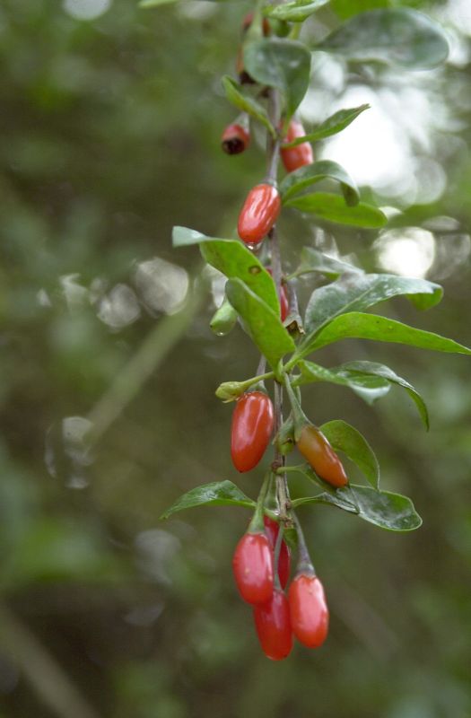 Lycium chinense - Bocksdorn