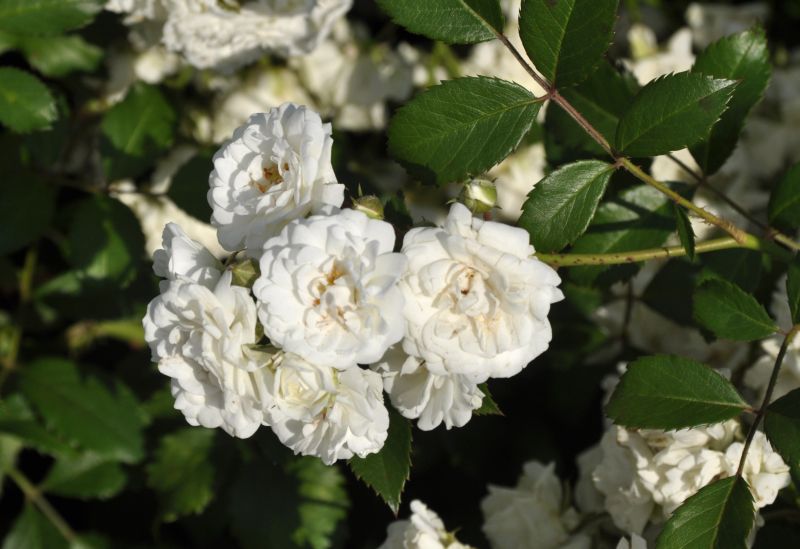 Rosa 'Alba Meidiland' ® BDR - Bodendeckende Rose 'Alba Meidiland' ®