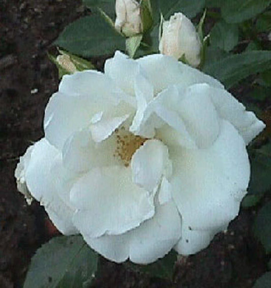 Rosa 'Aspirin-Rose' ® BDR - Bodendeckende Rose 'Aspirin-Rose' ® ADR-Rose
