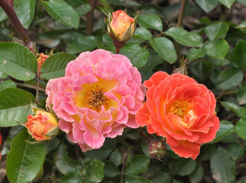 Rosa 'Bessy' ® BDR - Bodendeckende Rose 'Bessy' ®