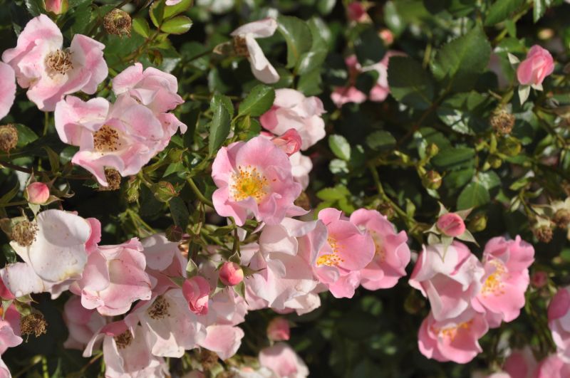 Rosa 'Bingo Meidiland' ® BDR - Bodendeckende Rose 'Bingo Meidiland' ®ADR-Rose