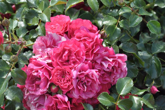 Rosa 'Gärtnerfreude' ® BDR - Bodendeckende Rose 'Gärtnerfreude' ® ADR-Rose