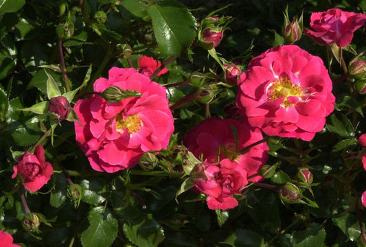 Rosa 'Heidefeuer' ® BDR - Bodendeckende Rose 'Heidefeuer' ®