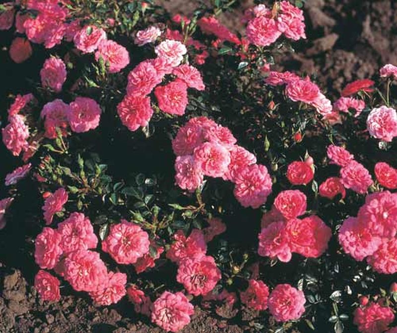 Rosa 'Knirps' ® BDR - Bodendeckende Rose 'Knirps' ® ADR-Rose