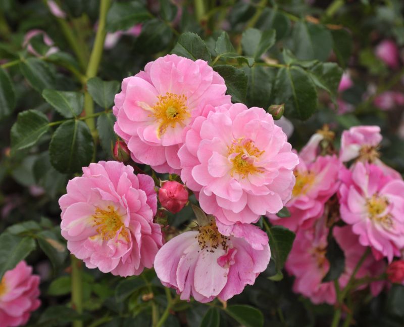 Rosa 'Magic Meidiland' ® BDR - Bodendeckende Rose 'Magic Meidiland' ®ADR-Rose