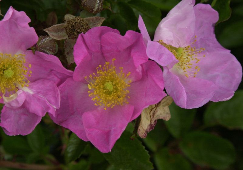 Rosa 'Max Graf' BDR - Bodendeckende Rose 'Max Graf'