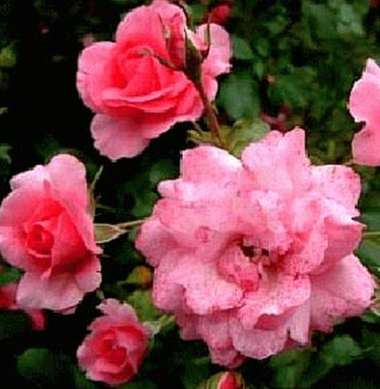 Rosa 'Mirato' ® BDR - Bodendeckende Rose 'Mirato' ® ADR-Rose