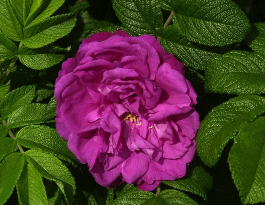 Rosa 'Moje Hammarberg' BDR - Bodendeckende Rose 'Moje Hammarberg'