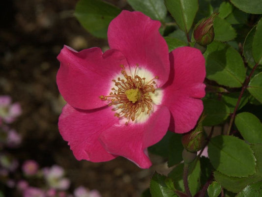 Rosa 'Pink Meidiland' ® BDR - Bodendeckende Rose 'Pink Meidiland' ®