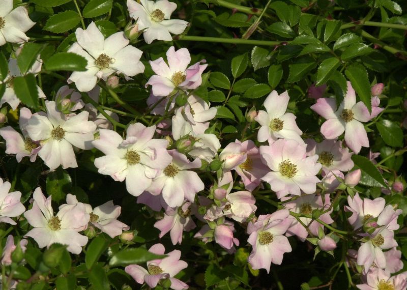 Rosa 'Repandia' ® BDR - Bodendeckende Rose 'Repandia' ®