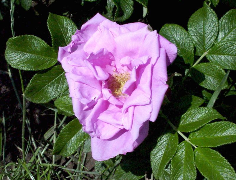 Rosa 'Rosa Zwerg' BDR - Bodendeckende Rose 'Rosa Zwerg'