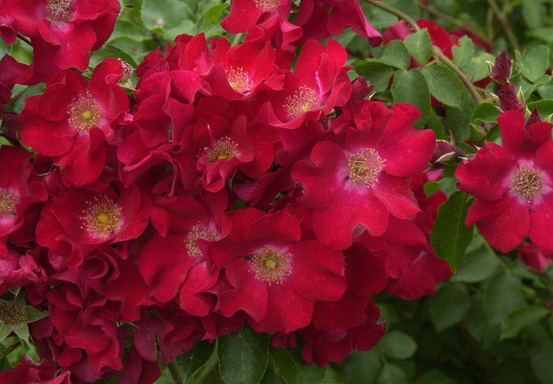 Rosa 'Rote Max Graf' ® BDR - Bodendeckende Rose 'Rote Max Graf' ®