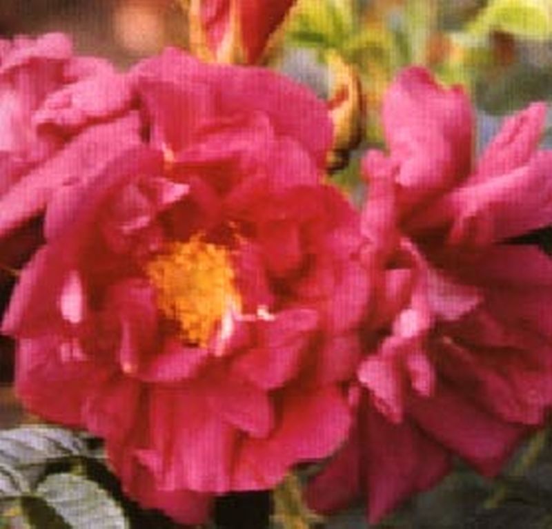 Rosa 'Rotes Meer' BDR - Bodendeckende Rose 'Rotes Meer'