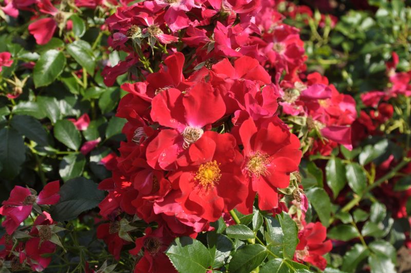 Rosa 'Royal Bassino' ® BDR - Bodendeckende Rose 'Royal Bassino' ®