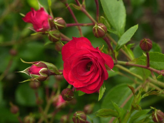 Rosa 'Scarlet Meidiland' ® BDR - Bodendeckende Rose 'Scarlet Meidiland' ®