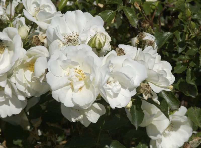 Rosa 'Schneeflocke' ® BDR - Bodendeckende Rose 'Schneeflocke' ® ADR-Rose