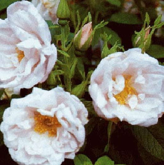 Rosa 'Schneekoppe' BDR - Bodendeckende Rose 'Schneekoppe'
