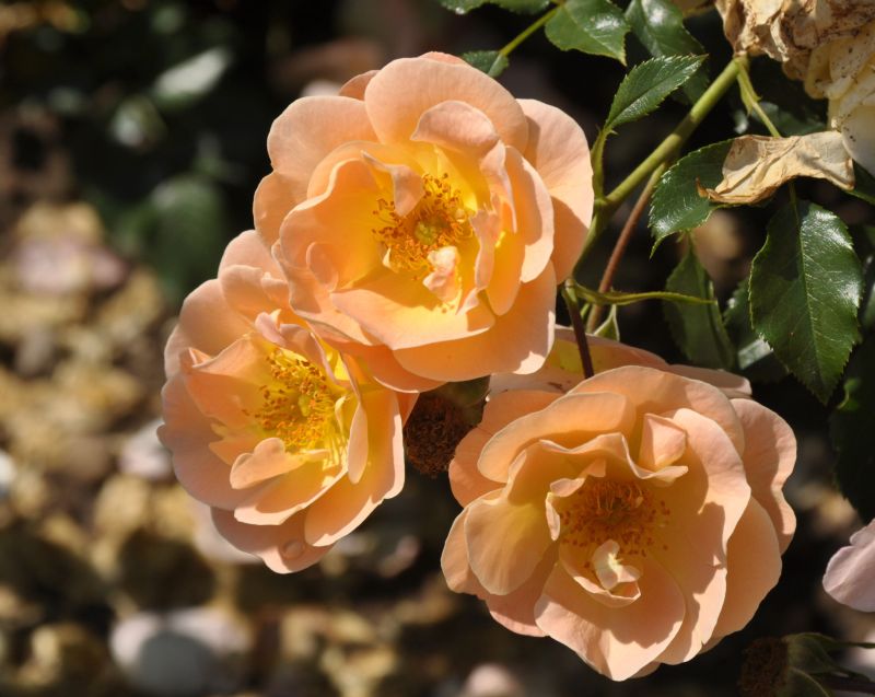 Rosa 'Sedana' ® BDR - Bodendeckende Rose 'Sedana' ® ADR-Rose