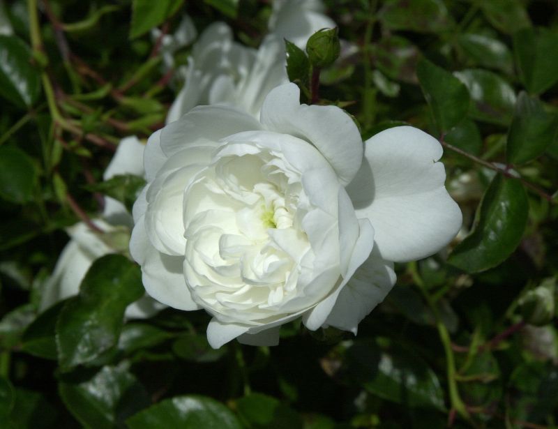 Rosa 'Snow Ballet' ® BDR - Bodendeckende Rose 'Snow Ballet' ®