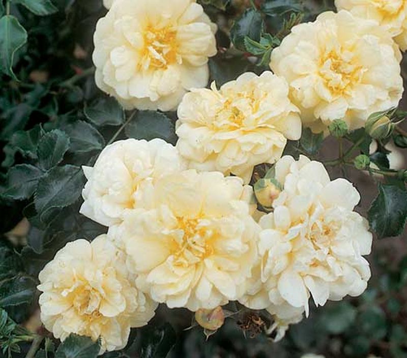 Rosa 'Sunny Rose' ® BDR - Bodendeckende Rose 'Sunny Rose' ® ADR-Rose
