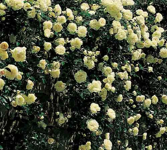 Rosa 'Swany' ® BDR - Bodendeckende Rose 'Swany' ®