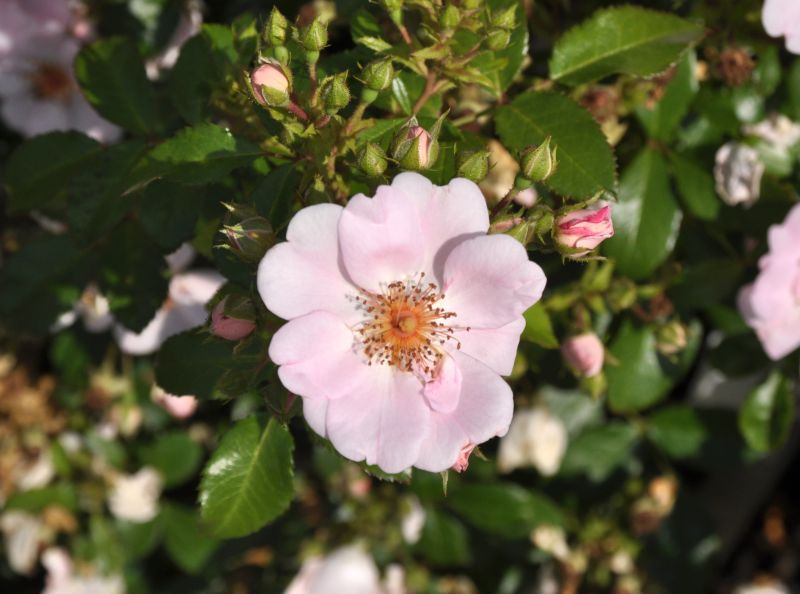 Rosa 'Sweet Haze' ® BDR - Bodendeckende Rose 'Sweet Haze' ® ADR-Rose