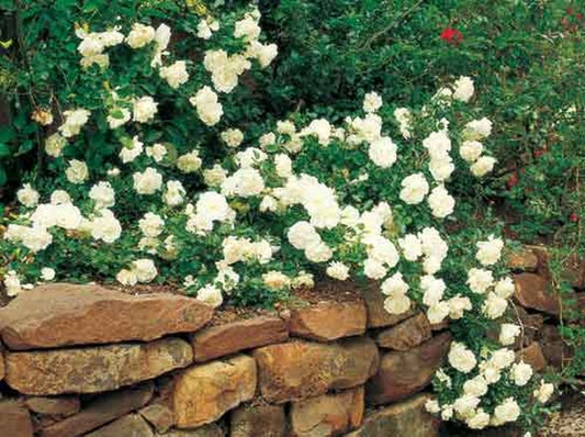 Rosa 'White Meidiland' ® BDR - Bodendeckende Rose 'White Meidiland' ®
