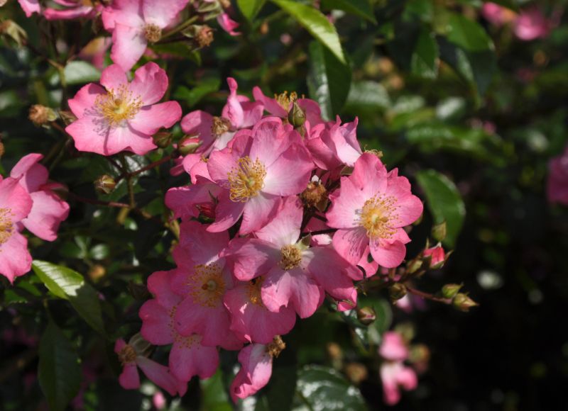 Rosa 'Juanita' ® BDR - Bodendeckerrose 'Juanita' ® ADR-Rose