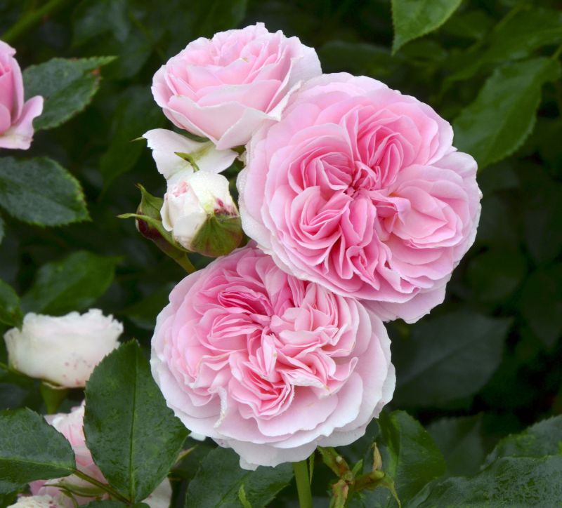 Rosa 'Larissa' ® BDR - Bodendeckerrose 'Larissa' ® ADR-Rose
