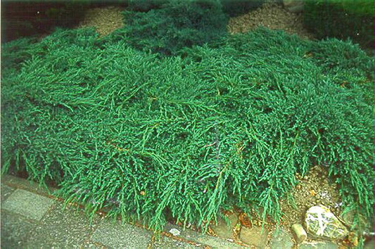 Juniperus squamata 'Blue Carpet' - Bodenwacholder 'Blue Carpet'