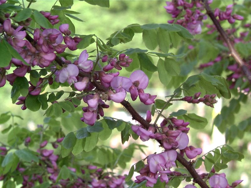 Robinia hispida 'Macrophylla' - Borstenakazie 'Macrophylla'