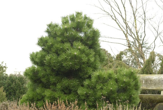 Pinus heldreichii 'Compact Gem' - Bosnische Kiefer 'Compact Gem'