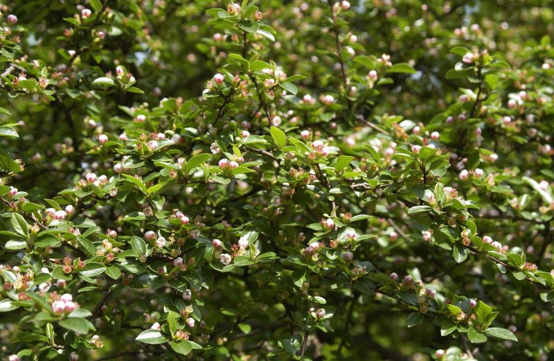Cotoneaster divaricatus - Breite Strauchmispel
