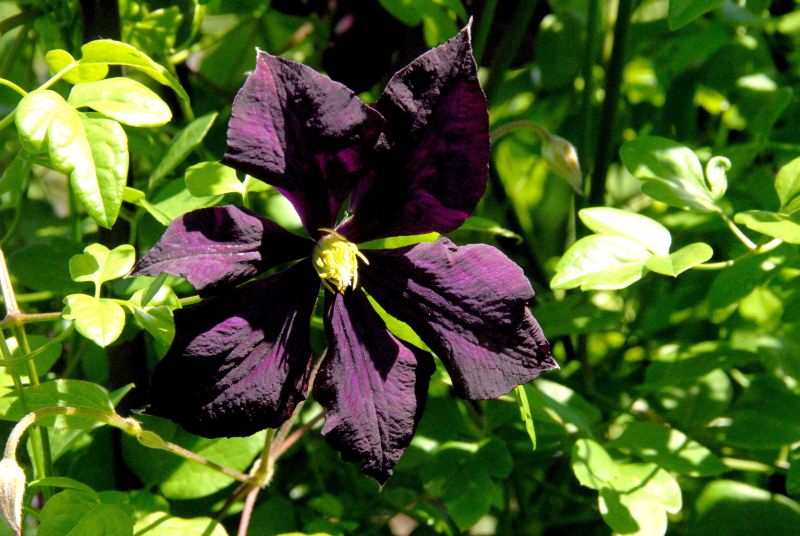 Clematis flammula - Brennende Waldrebe
