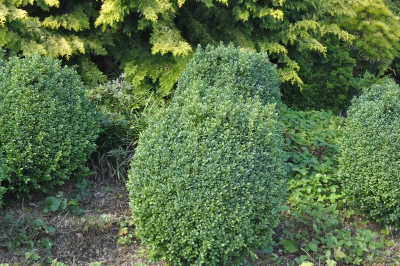 Buxus sempervirens 'Blauer Heinz' - Buchsbaum 'Blauer Heinz'