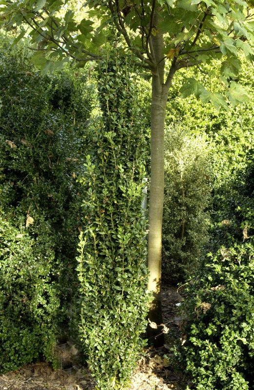 Buxus sempervirens 'Graham Blandy' - Buchsbaum 'Graham Blandy'