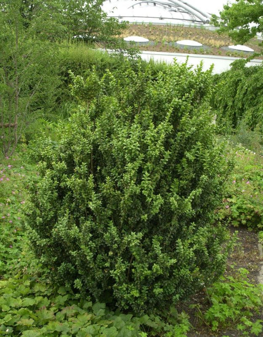 Buxus sempervirens 'Handsworthiensis' - Buchsbaum 'Handsworthiensis'