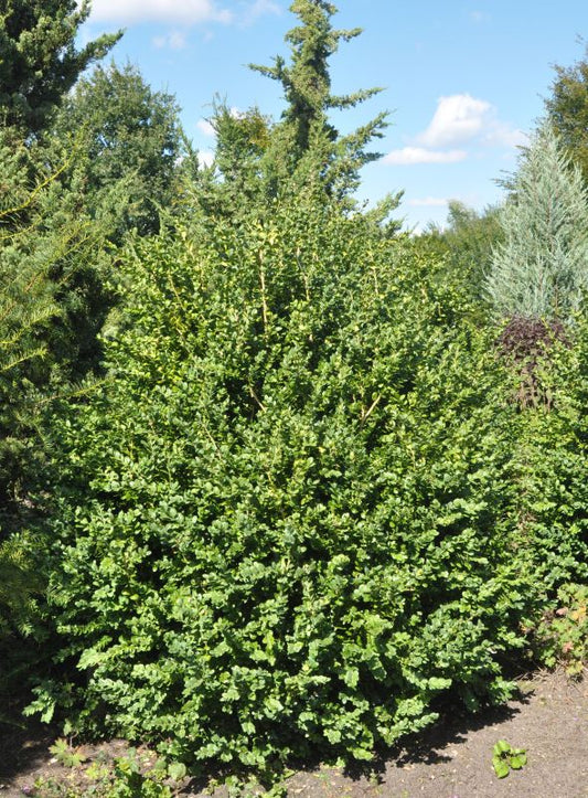 Buxus sempervirens 'Rotundifolia' - Buchsbaum 'Rotundifolia'